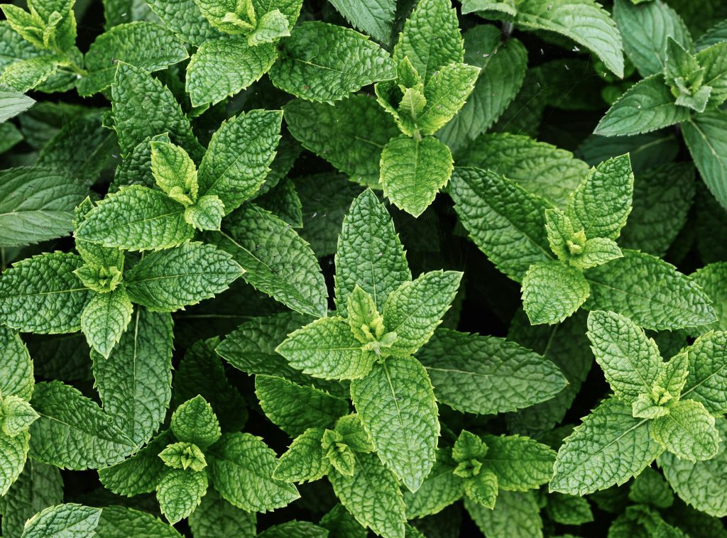 Enjuagues bucales naturales para el mal aliento